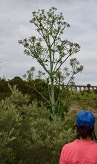Prionosciadium thapsoides