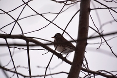 Turdus pilaris