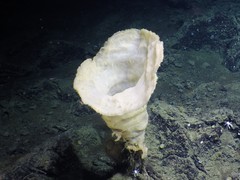 Chonelasmatinae