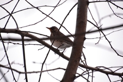 Turdus pilaris