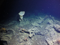 Chonelasmatinae