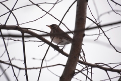 Turdus pilaris