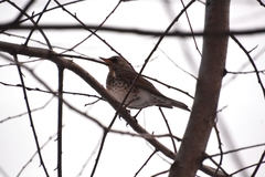 Turdus pilaris