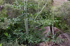 Prionosciadium thapsoides