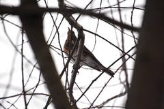 Turdus pilaris
