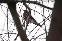 Turdus pilaris