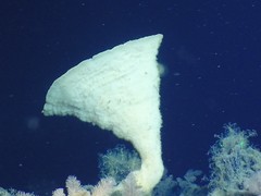 Chonelasmatinae