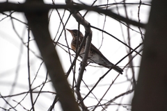 Turdus pilaris