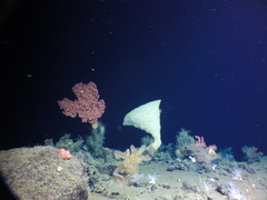 Chonelasmatinae