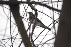 Turdus pilaris
