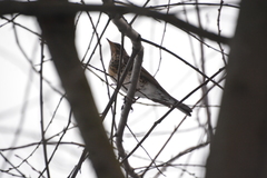 Turdus pilaris