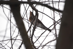 Turdus pilaris