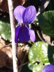 Viola odorata