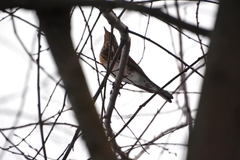 Turdus pilaris