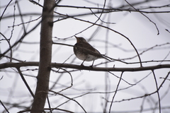 Turdus pilaris