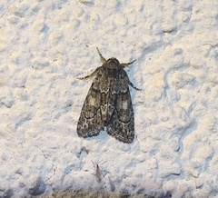 Cryphia fraudatricula