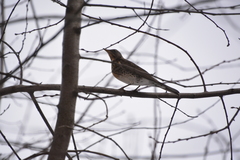 Turdus pilaris