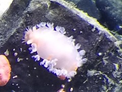 Tritonia tetraquetra