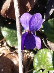 Viola odorata