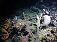 Tritonia tetraquetra