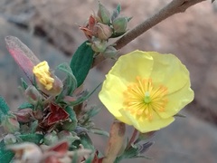 Crocanthemum glomeratum