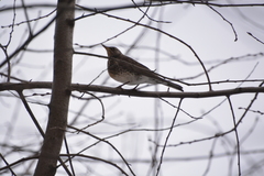 Turdus pilaris