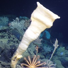 Chonelasmatinae