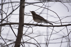 Turdus pilaris