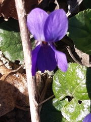 Viola odorata