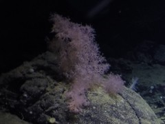 Gersemia juliepackardae