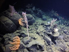 Gersemia juliepackardae