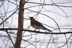Turdus pilaris
