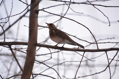 Turdus pilaris