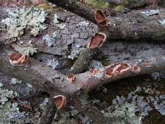 Scytinostroma artocreas