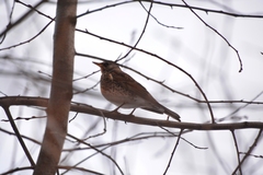 Turdus pilaris