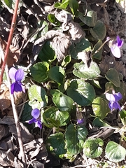 Viola odorata