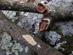 Scytinostroma artocreas