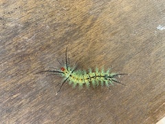 Hemileucini