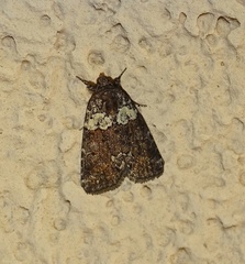 Bryophila ereptricula