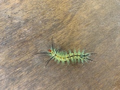 Hemileucini