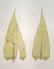 Brachythecium campestre