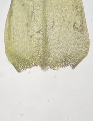 Brachythecium campestre