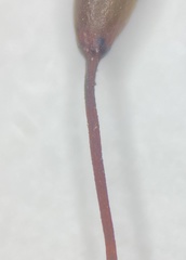 Brachythecium campestre