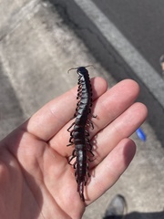 Scolopendra galapagoensis
