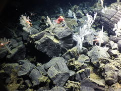 Sebastolobus alascanus