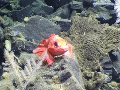 Sebastolobus alascanus