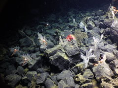 Sebastolobus alascanus