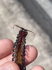 Scolopendra galapagoensis