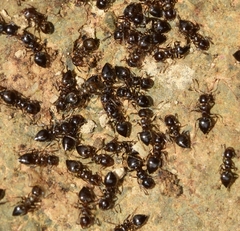 Crematogaster auberti