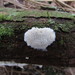Oligoporus rennyi - Photo (c) maricel patino, some rights reserved (CC BY-NC), uploaded by maricel patino